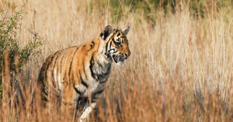 Tiger in the wild