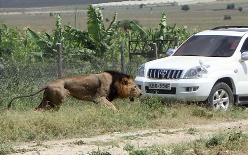 Mohawk the lion