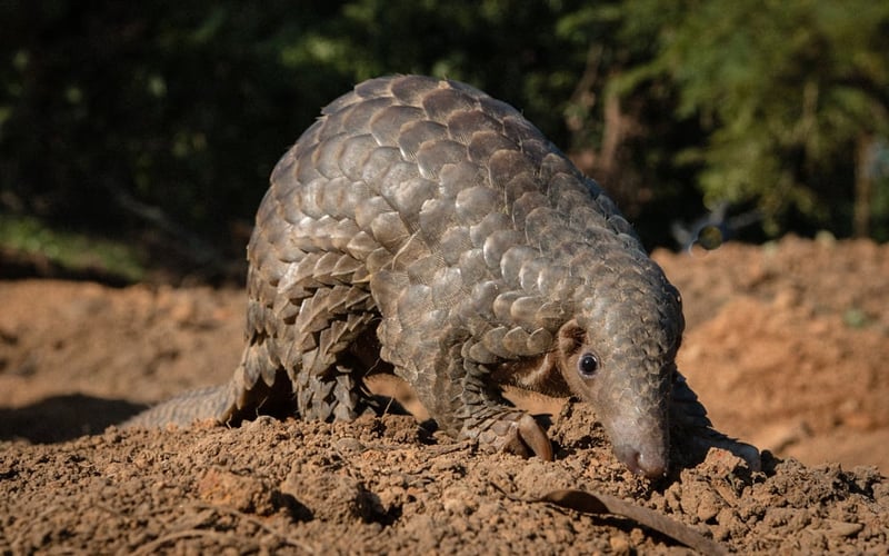 The endangered Indian pangolin