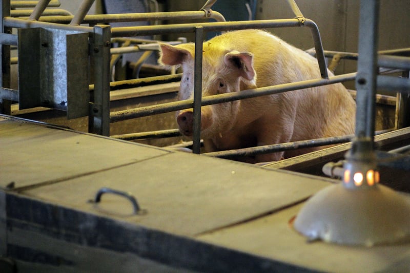 pig, EU