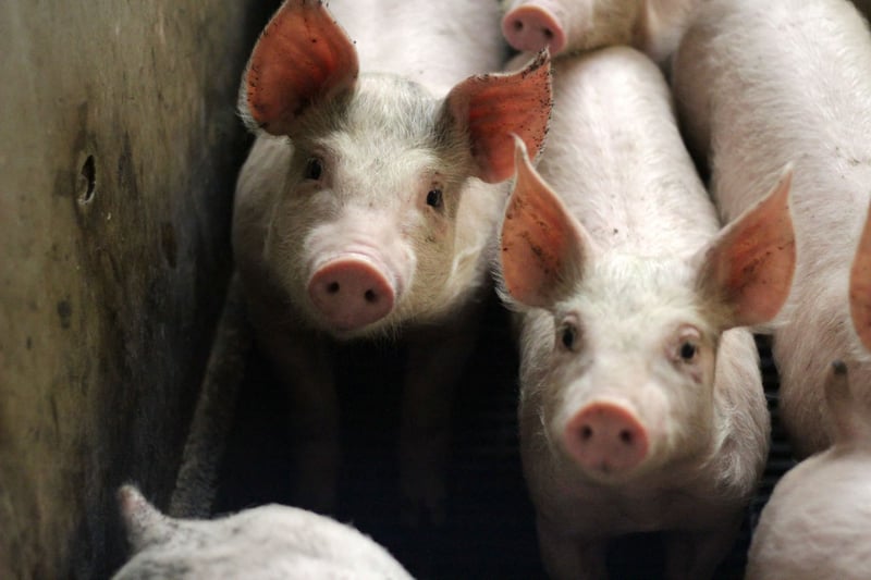 Pigs on a farm in the EU - World Animal Protection - Animals in farming