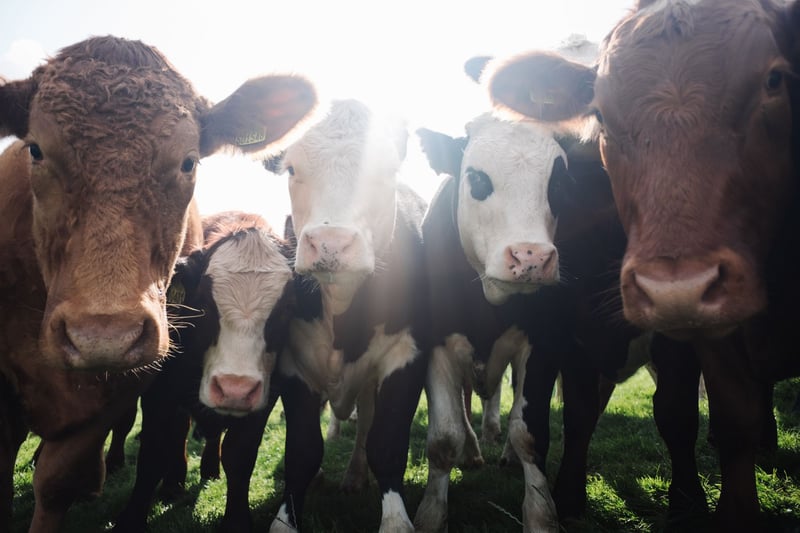What is the reducetarian lifestyle? | World Animal Protection