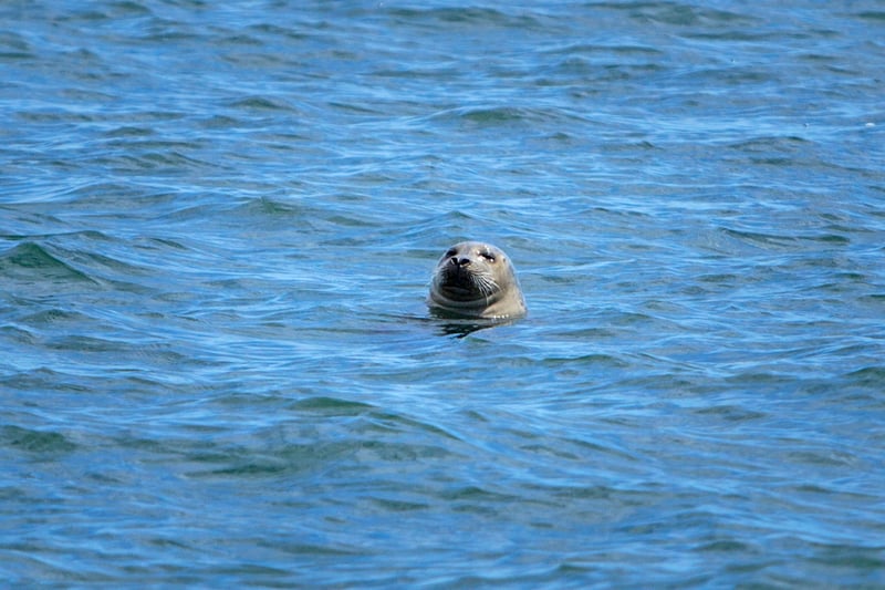 Pinniped expert workshop in San Fransisco