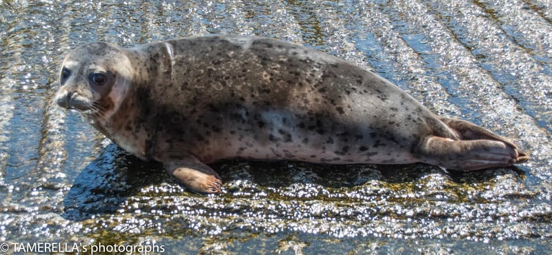 Seal released into wild