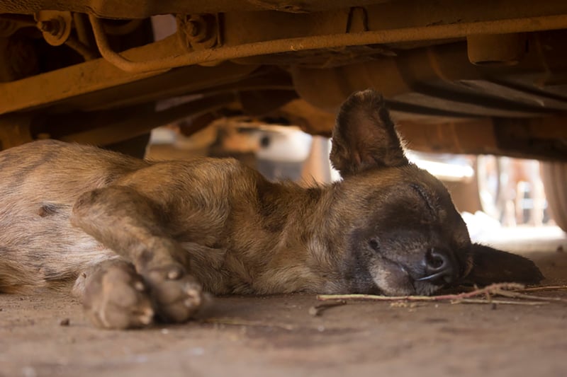 Dog in Sierra Leone