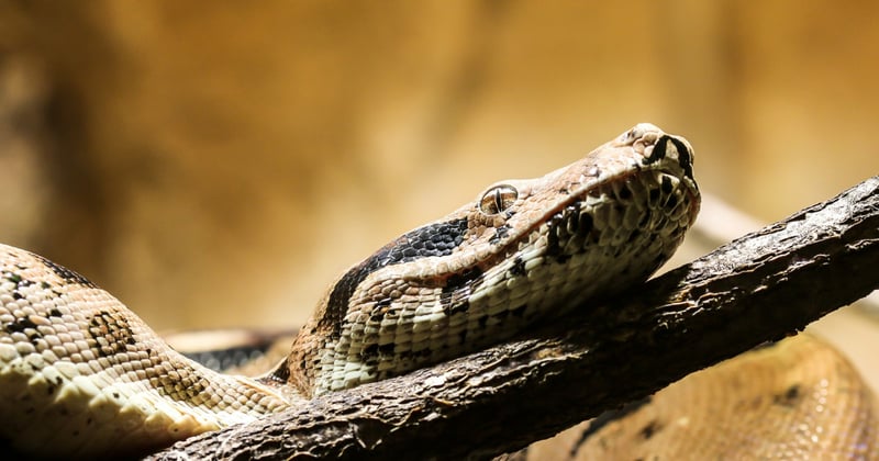 boa constrictor