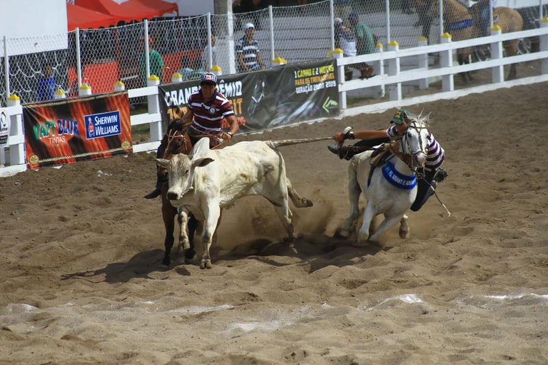 Cruel Vaquejada sport in Brazil - World Animal Protection