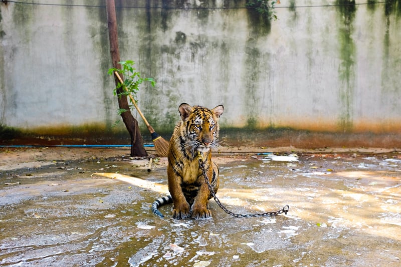 Tigre acorrentado
