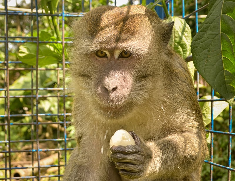 Jono the rescued monkey