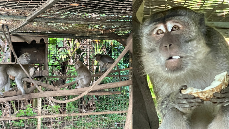 Jono the rescued monkey after rescue
