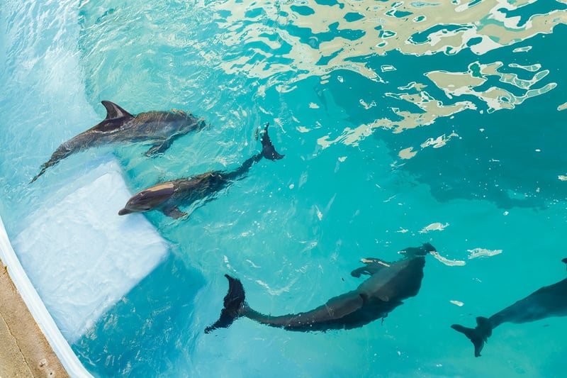 Captive dolphins in a tank