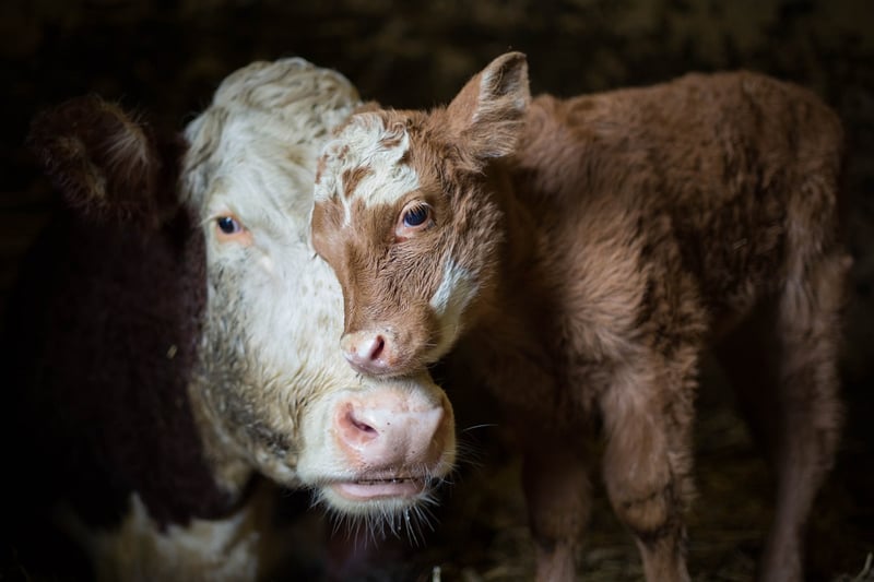 A calf and mother cow