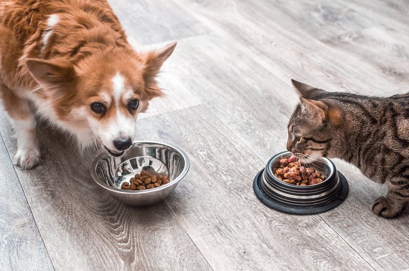 A pet dog and a cat eating food