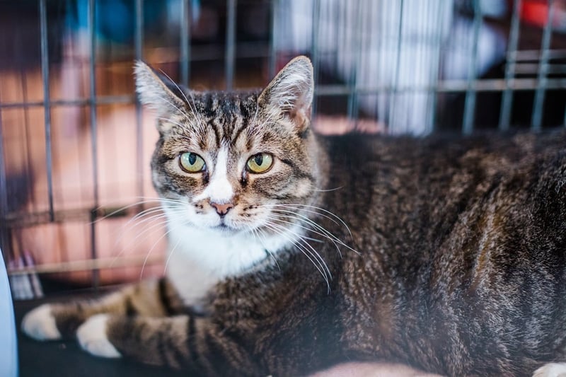 A cat in a shelter