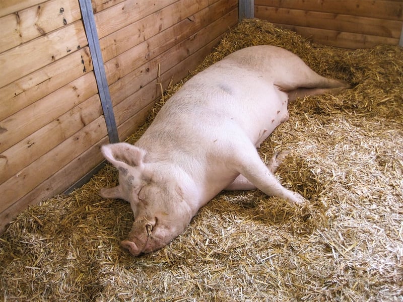 A pig in a sanctuary