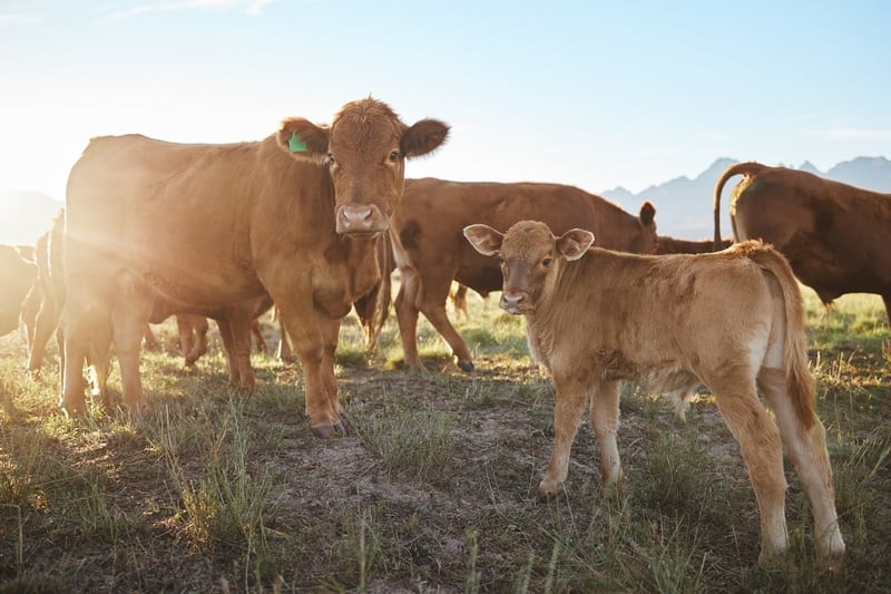 Cows on a high welfare farm