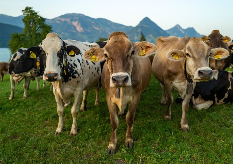 A herd of cows