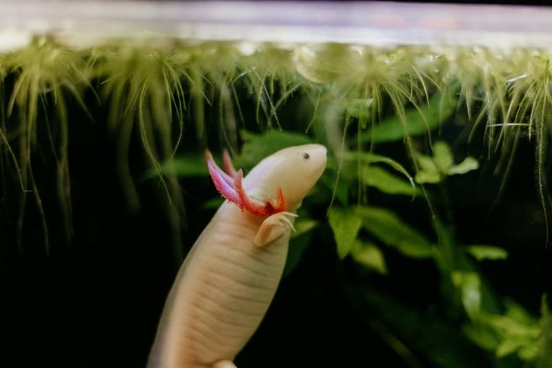 Axolotl