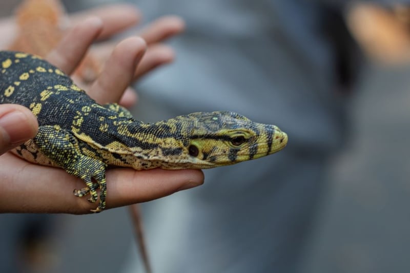 A monitor lizard in a person's hands