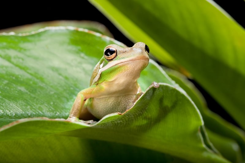 A tree frog in the wild