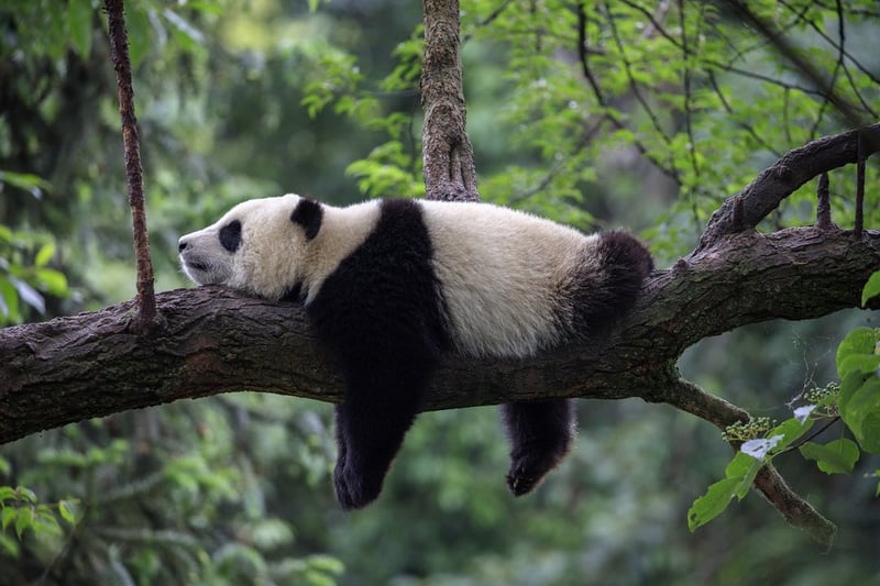 A sleepy panda in the wild