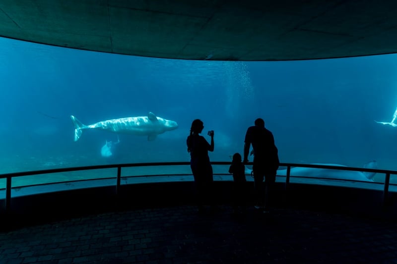 Belugas at Marineland Canada