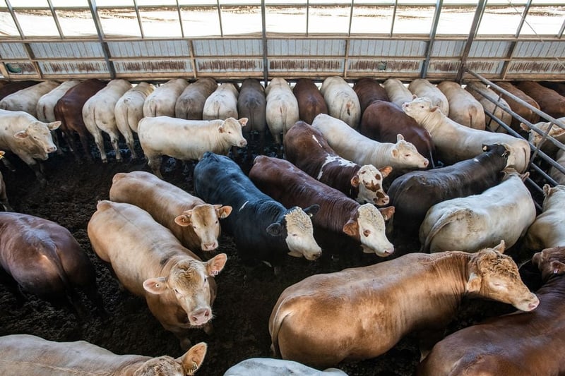Cattle in feedlot