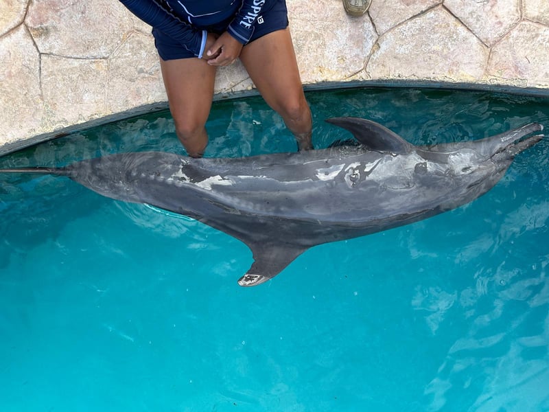 A captive dolphin in a venue in Mexico