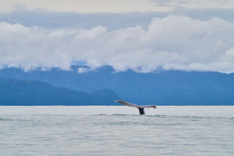 A humpback whale at Golfo Dulce Whale Heritage Area