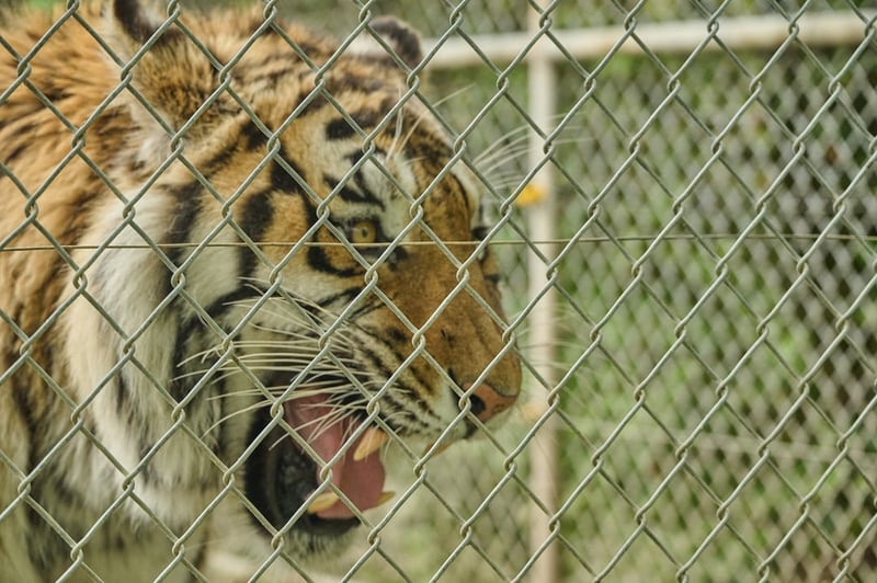 A captive tiger in a roadside zoo