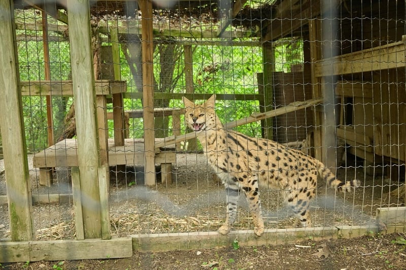 A captive serval in a roadside zoo in Ontario