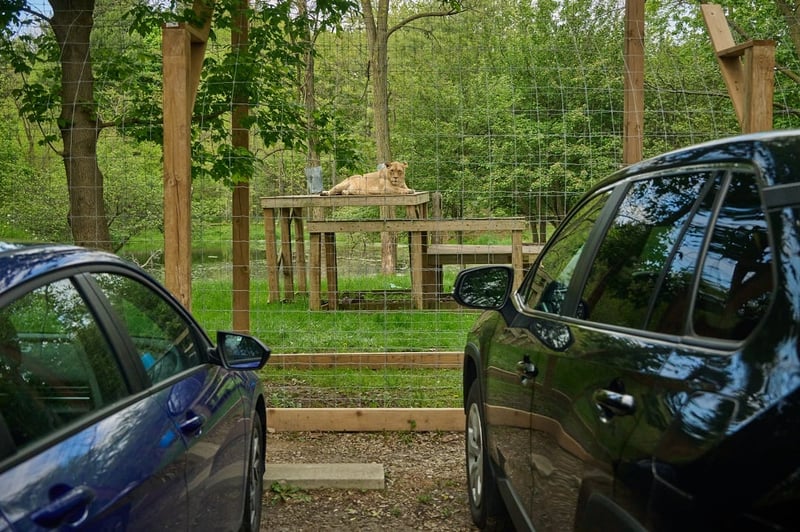 A lion at a roadside zoo