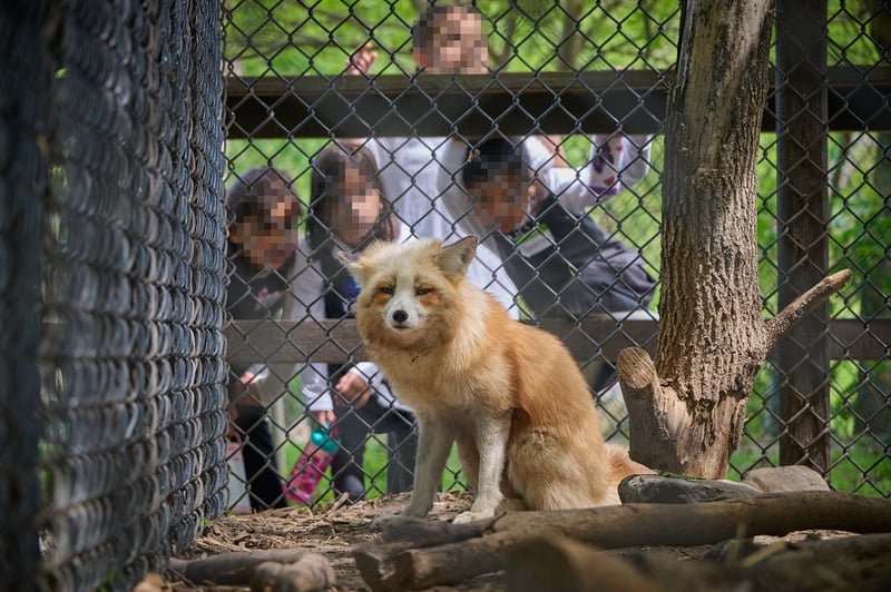 A fox at a roadside zoo with onlookers