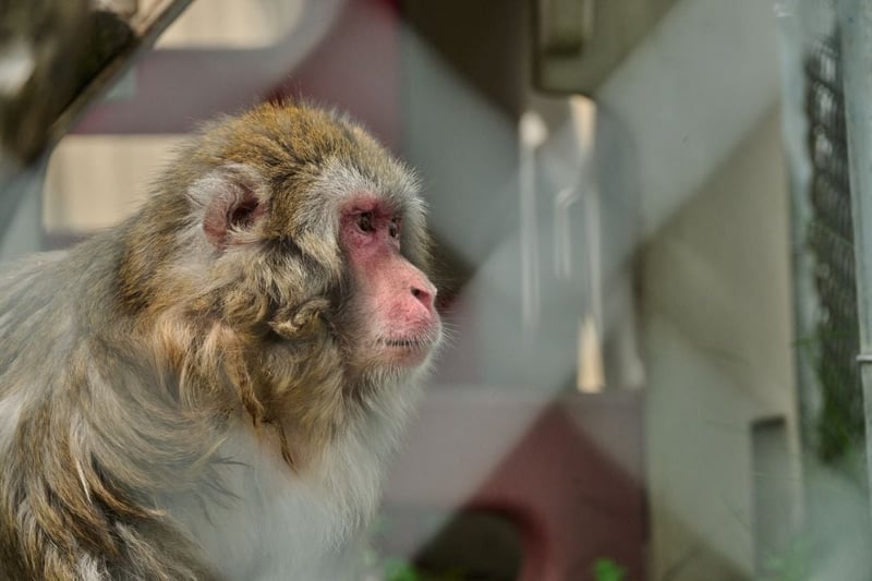 Rescued monkey at Story Book Farm Primate Sanctuary
