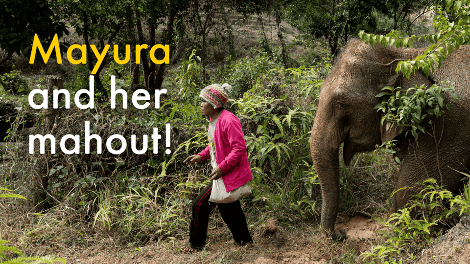 Mayura and her mahout!