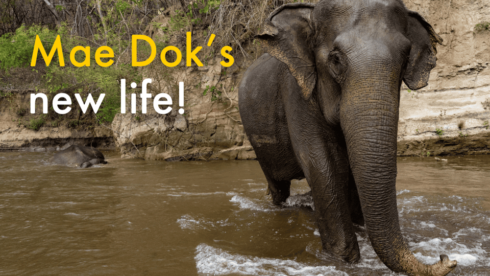 Mae Dok's new life!
