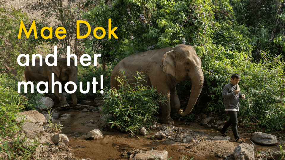 Mae Dok and her mahout!