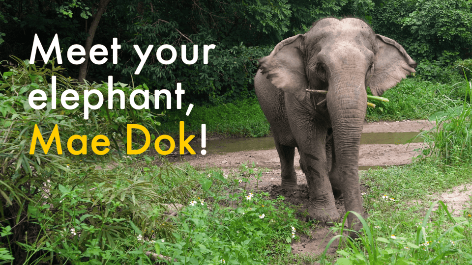 Meet your elephant, Mae Dok!