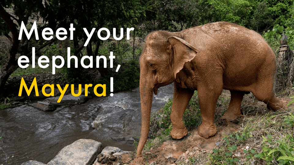 Meet your elephant, Mayura!
