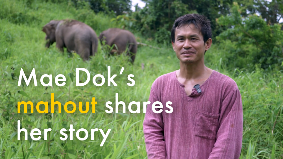 Mae Dok’s mahout shares her story