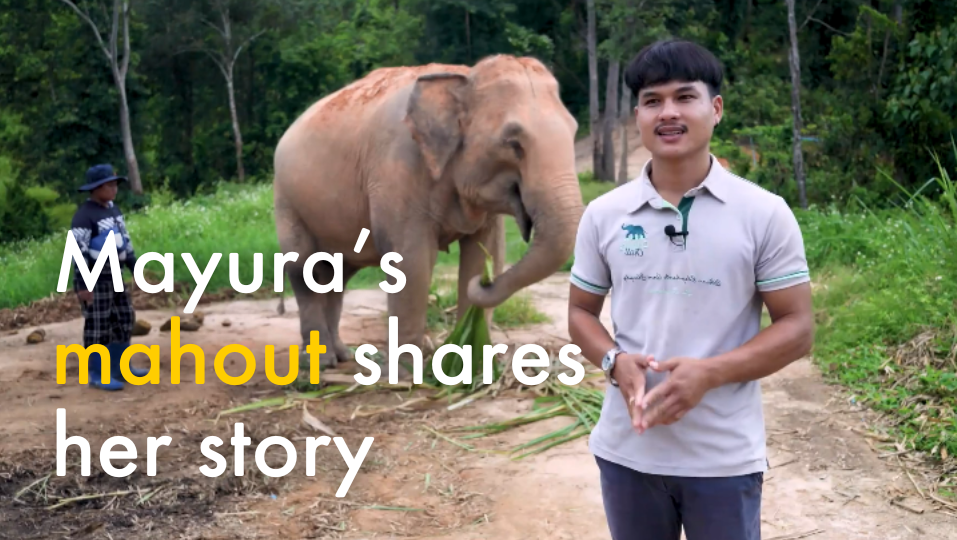 Mayura’s mahout shares her story