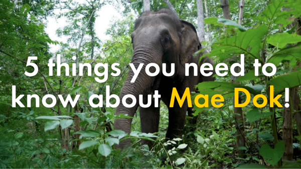 5 things you need to know about Mae Dok