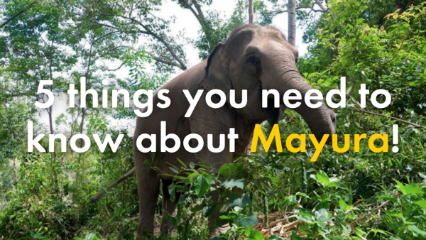 5 things you need to know about Mayura