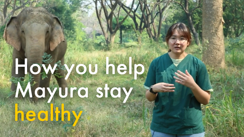 How you help Mayura stay healthy