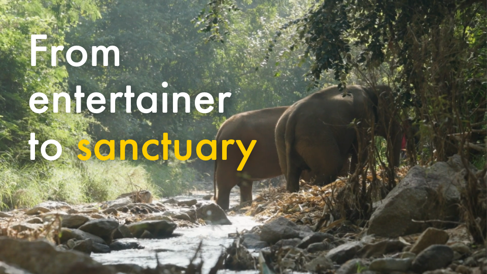 Mae Dok, from entertainer to sanctuary