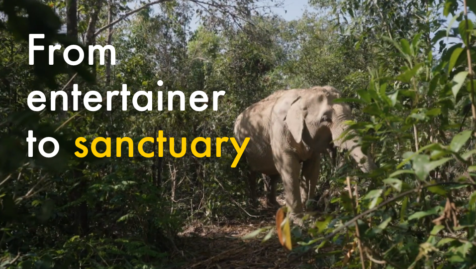 Mayura, from entertainer to sanctuary