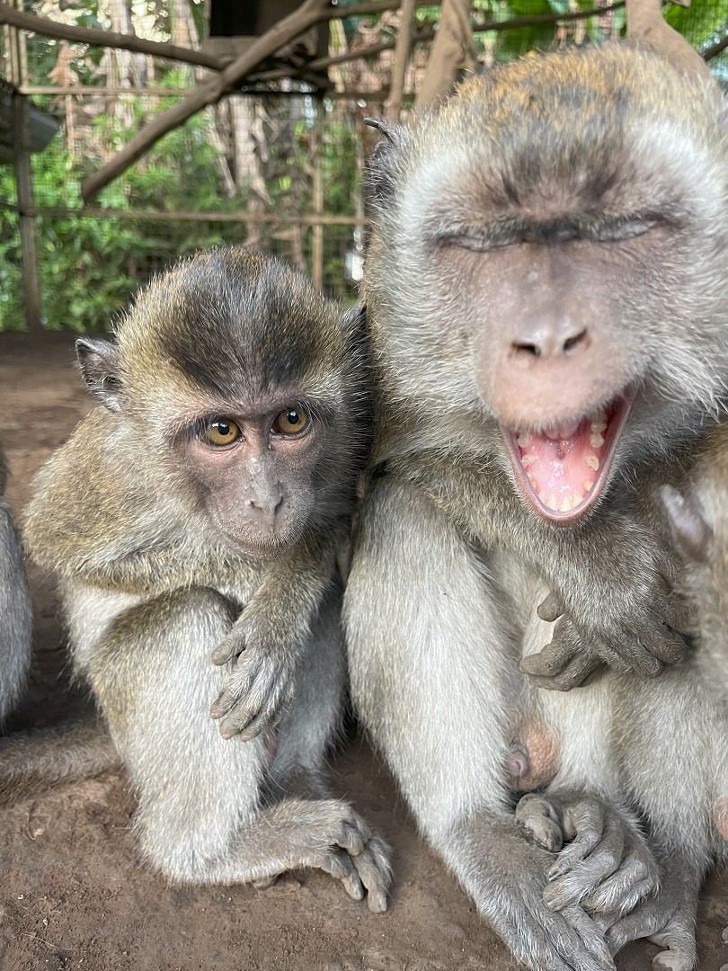 Rescued monkeys in care