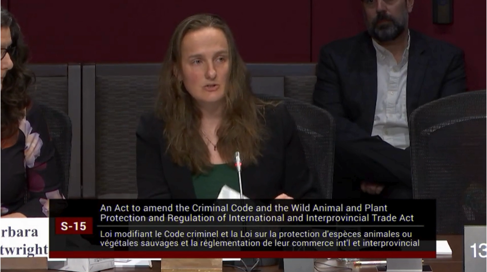 In 2024, Michele Hamer, former wildlife campaign manager, testified in
Ottawa on the importance of Bill S-15.
