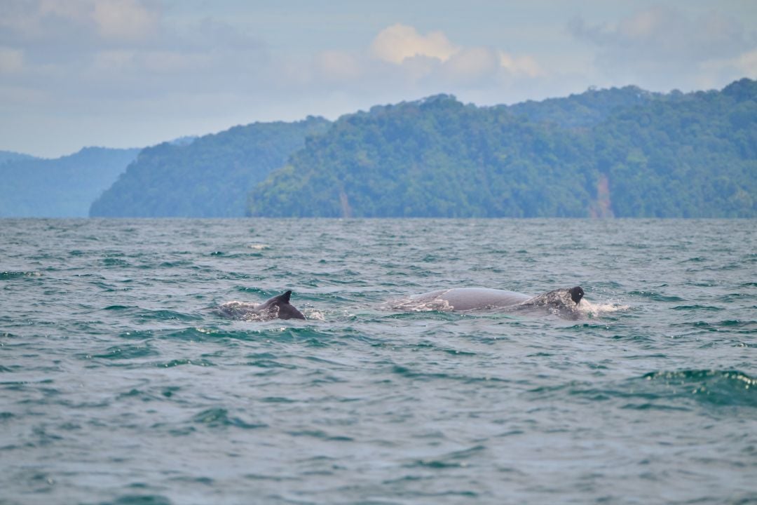 Whales at Golfo Dulce Whale Heritage Area