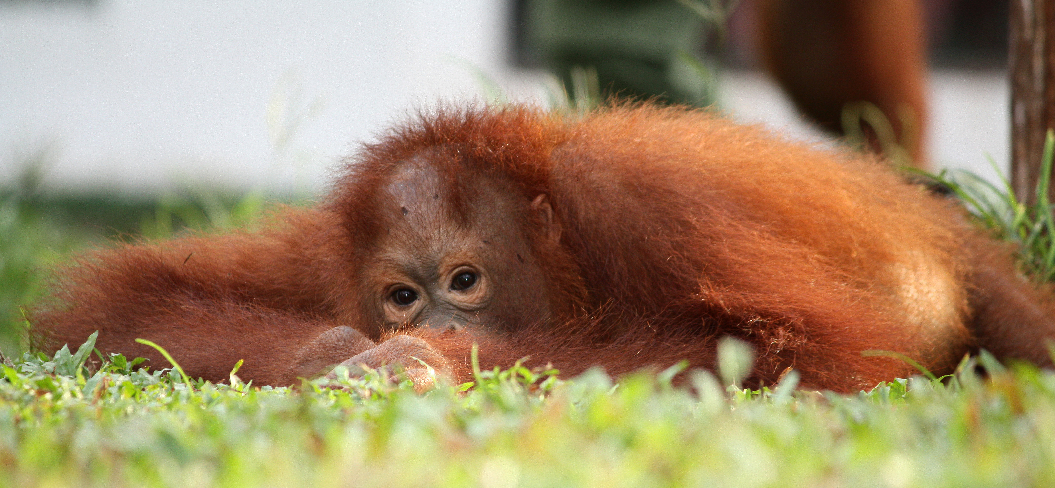 A chimpanzee laying in the grass